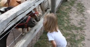 Visit Ponies at a Local Farm in Bayfield, Wisconsin