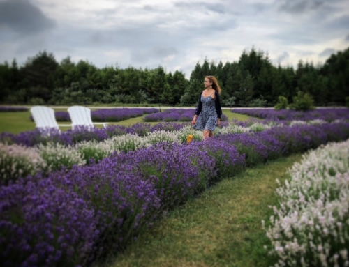 Lavender Fields – Washington Island, WI